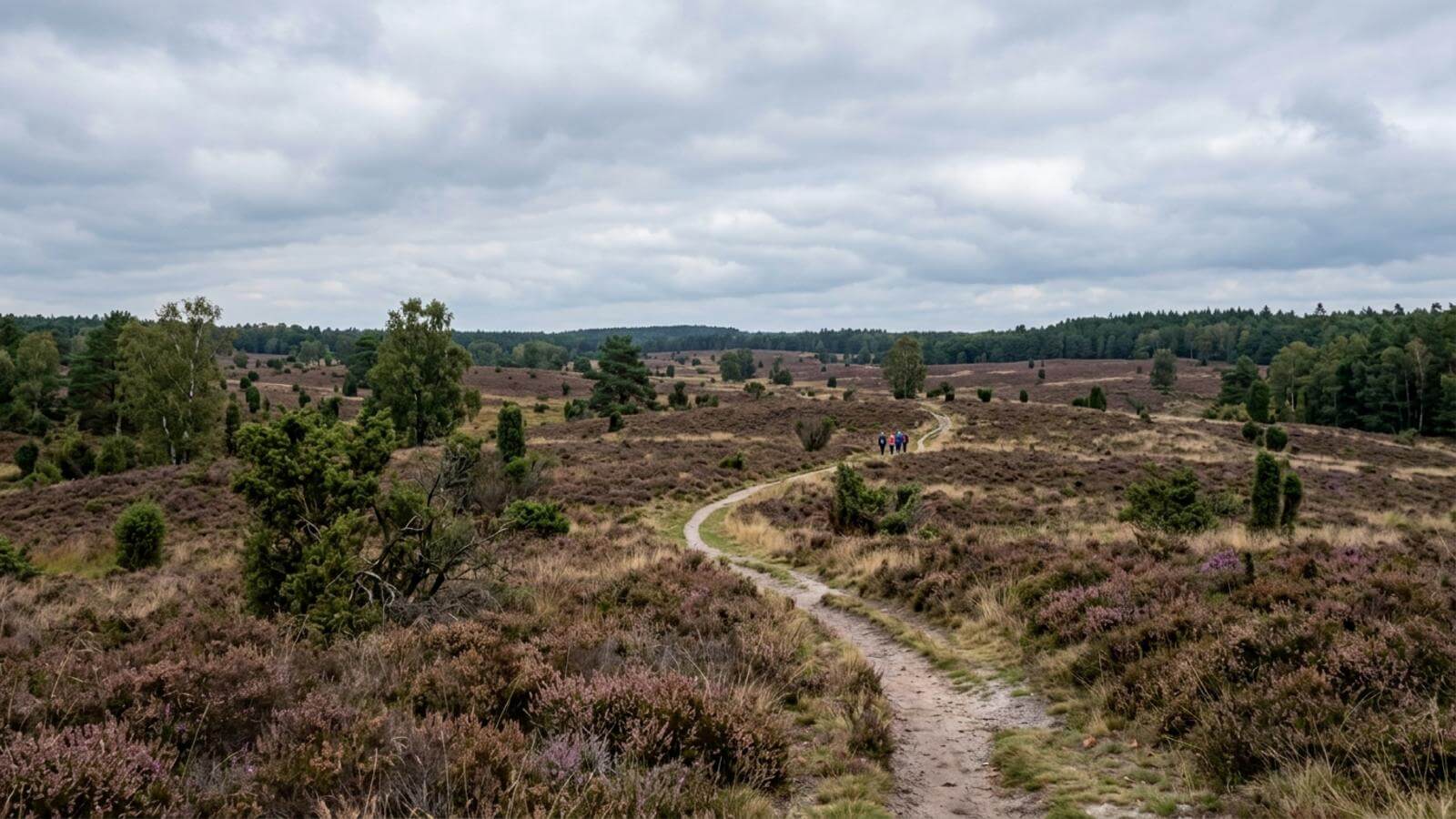 Mejor época para viajar a la Lüneburger Heide