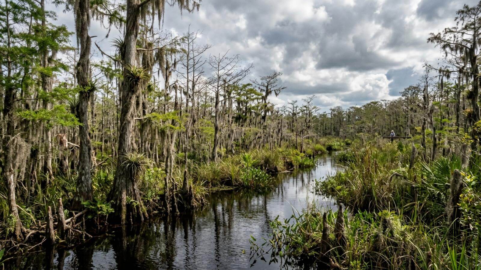 Mejor época para viajar a Big Cypress