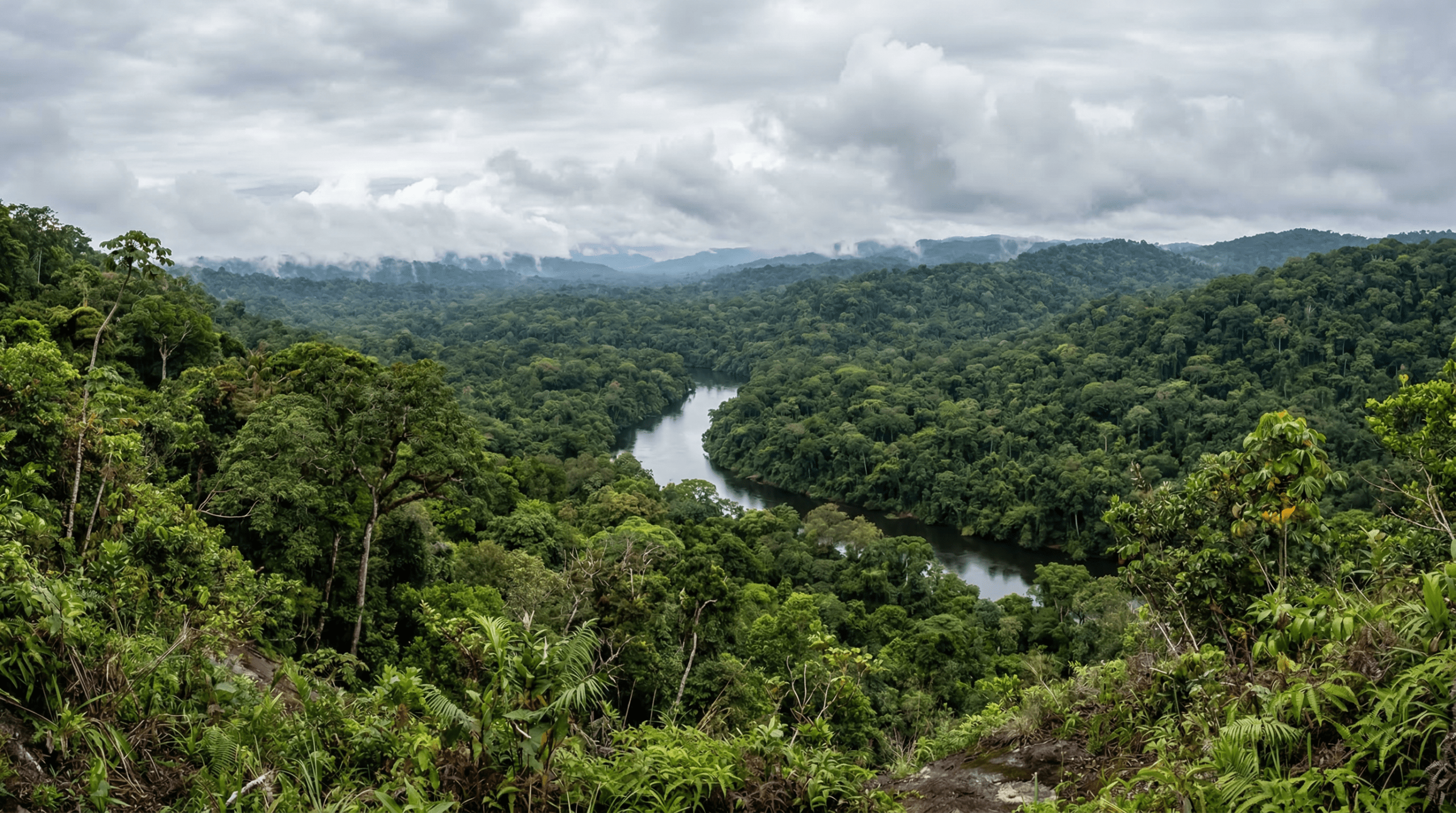 Mejor época para viajar al bosque Iwokrama