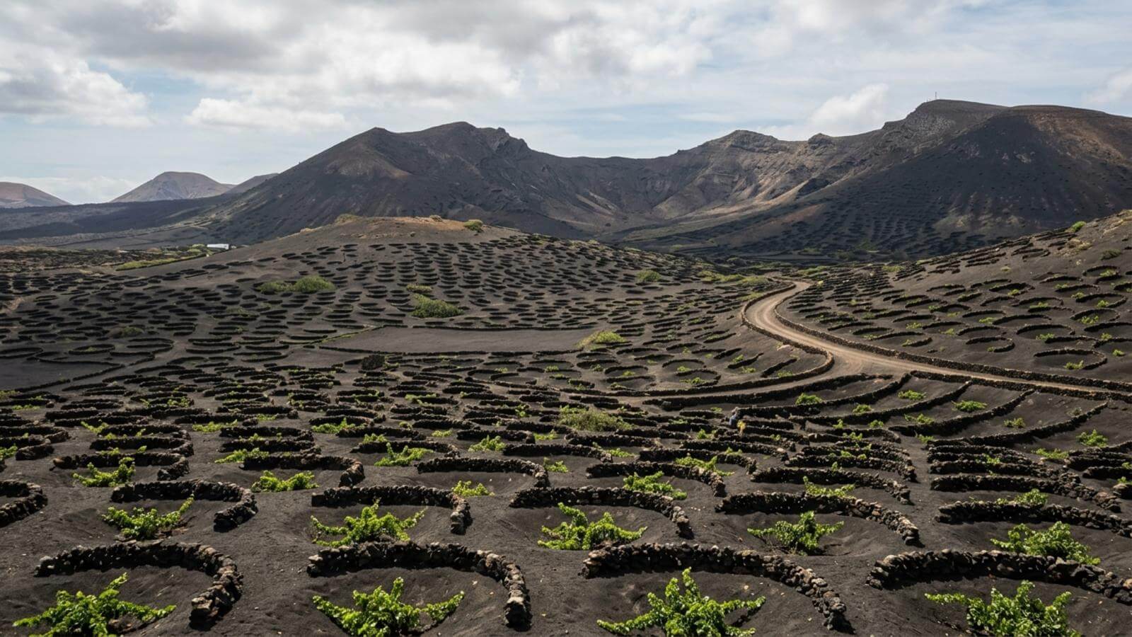 Mejor época para viajar a La Geria
