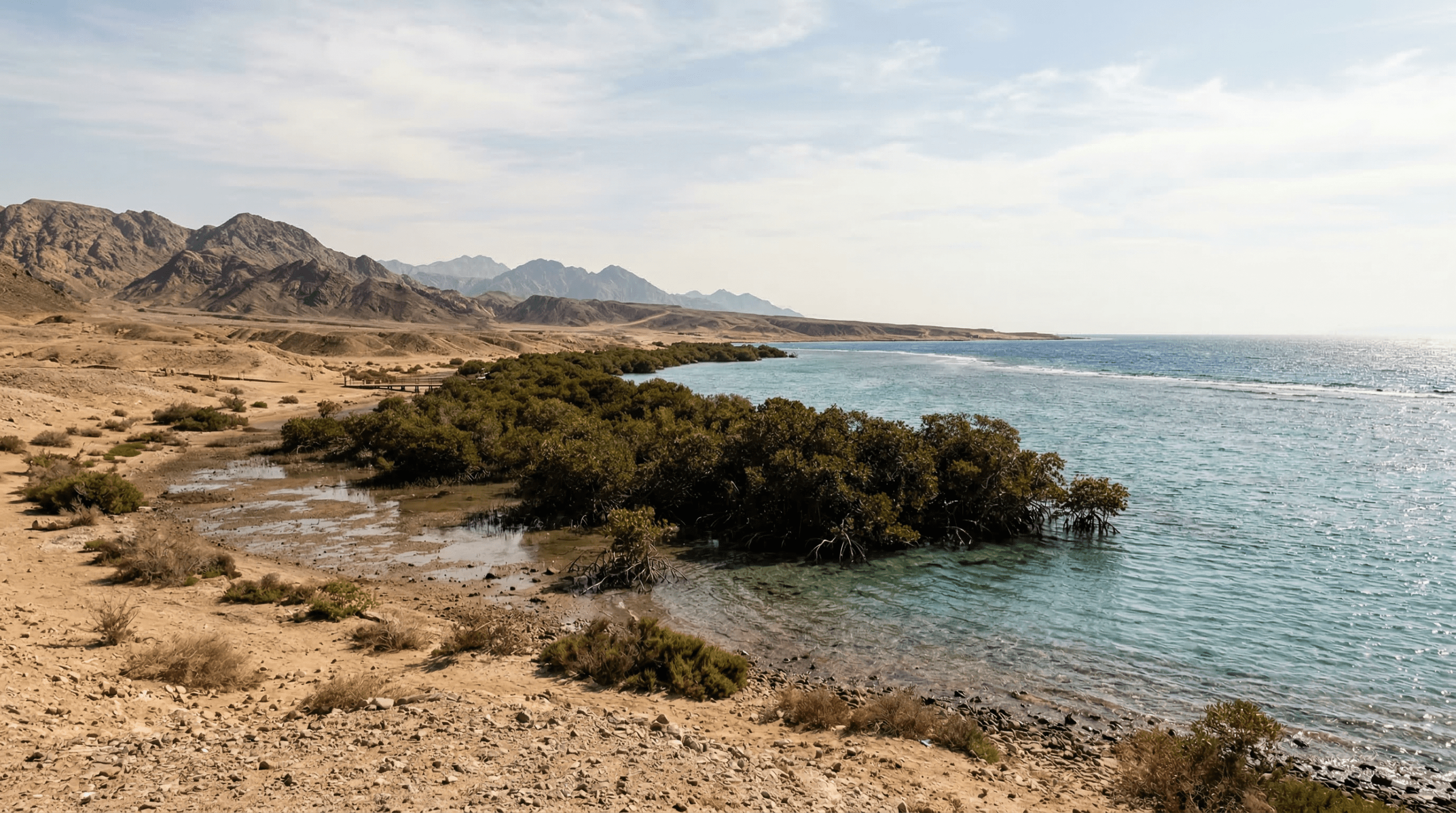 Mejor época para viajar a Nabq Protected Area