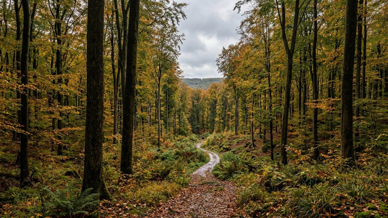 Mejor época para viajar al Parque Nacional de Hainich
